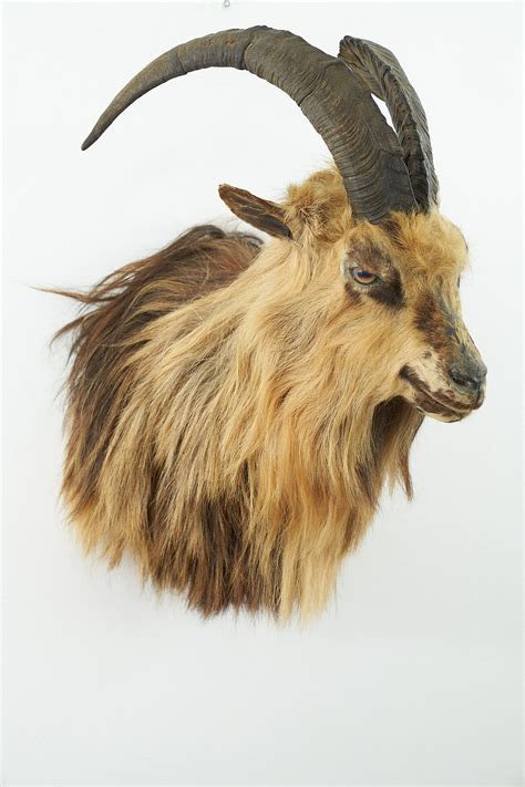 Feral Goat Head 9071 - UK Bird Small Mammal Taxidermist Mike Gadd