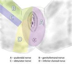 1000+ images about Pudendal Nerve on Pinterest | Pelvic floor, Muscle ...