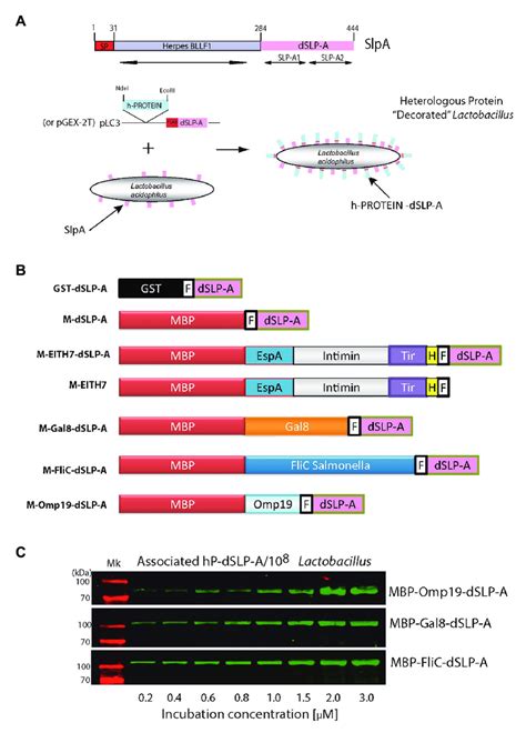 | (A) The scheme shows all the protein domains detected in the sequence... | Download Scientific ...