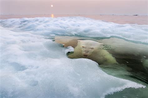 Polar bear wins 2013 National Geographic Photography Contest | Digital ...