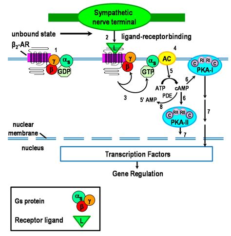 IJMS | Free Full-Text | Molecular Mechanisms Underlying β-Adrenergic ...