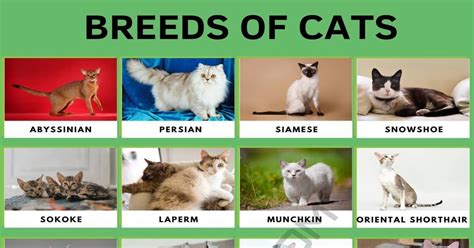 Cat Breeds: 56 Cute Types of Cats in the World • 7ESL | Cat breeds, Purebred cats, Cats