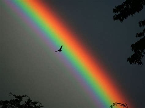 BP716 Rainbow and Bird | Rainbow photo, Rainbow sky, Rainbow