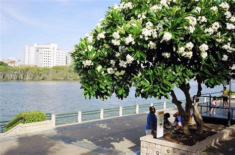 Garden trees, Frangipani, Dream garden