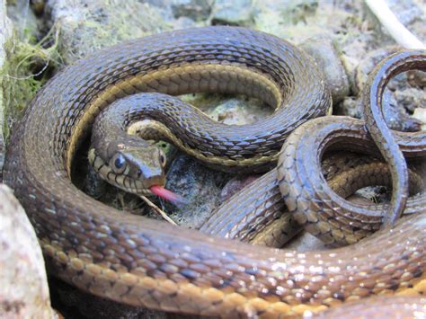 Two-Striped Garter Snake (Thamnophis hammondii) from the Santa Ana ...