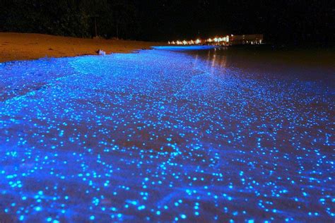 Firefly Squid Facts, Habitat, Diet, Adaptations, Pictures