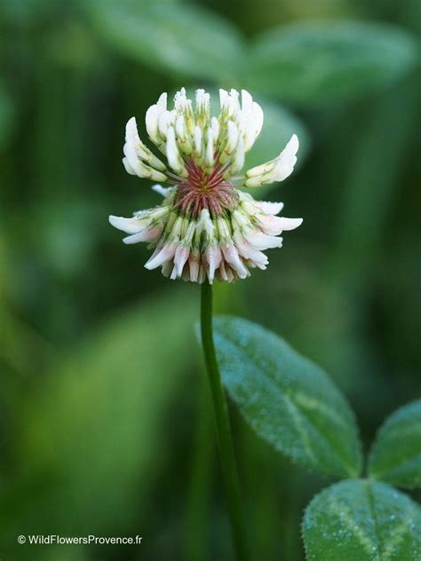 Trifolium repens - wild in Provence