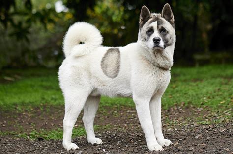 Norwegian Buhund | Dog Breed Info And Characteristics