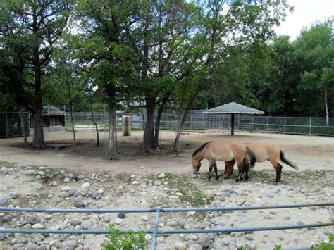 Assiniboine Park Zoo - july 2013 - ZooChat