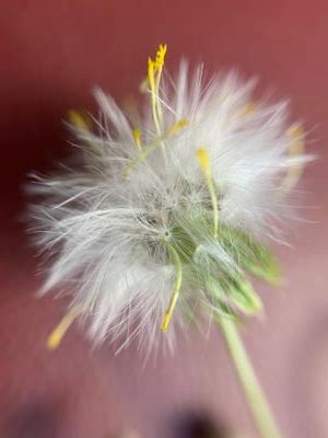 Common Groundsel | Extension | West Virginia University