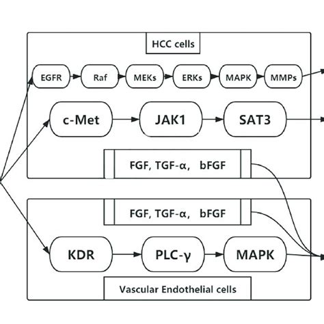 | Mechanism of PIVKA-II in HCC progression. | Download Scientific Diagram