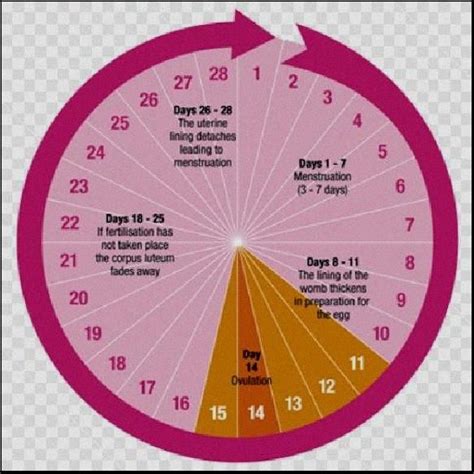 Menstrual Cycle Calendar | Menstrual cycle, Menstrual cycle ovulation, Fertility calendar