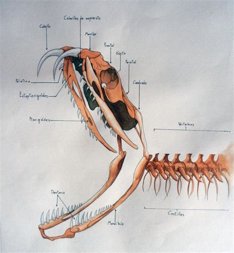 Snake Skeleton (Anatomy study) by Erobertix on DeviantArt