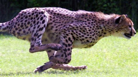 SPEED FREAKS! 10 of THE FASTEST ANIMALS in the world! (World's fastest land animal, bird and ...