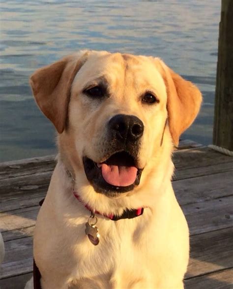 English Yellow Lab Puppies For Sale Ohio / Labrador Retriever Puppies ...