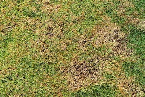 4 Common Lawn Diseases and How to Deal With Them - OakLawn