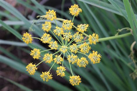 How to Grow Fennel Plant in Your Garden | Plants, Pollinator garden ...