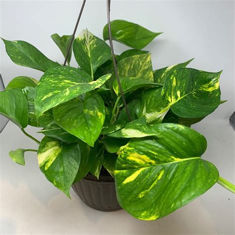 10" Golden Pothos in Hanging Basket - Flowers Talk Tivoli