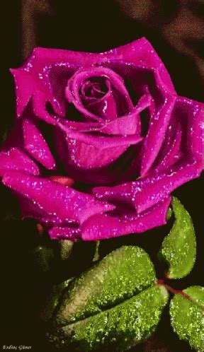 Pink Rose GIF - Pink Rose - Discover & Share GIFs