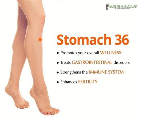 Acupressure Stomach 36 | Acupressure, Acupuncture, Acupressure therapy