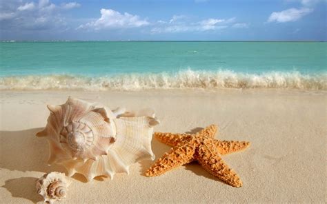 Seashells on the Beach Wallpaper - WallpaperSafari