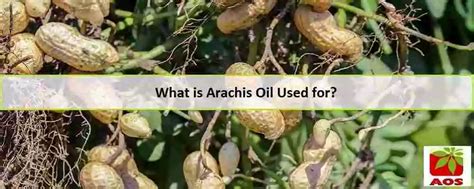 Arachis Oil - Know Benefits, Uses & Purity | AOS Products