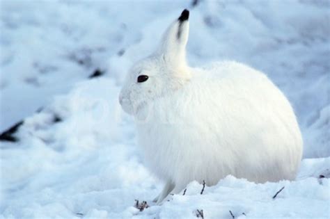 10 Facts about Arctic Hares | Fact File