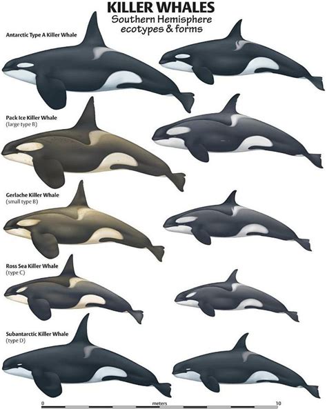 Pin on Killer whales