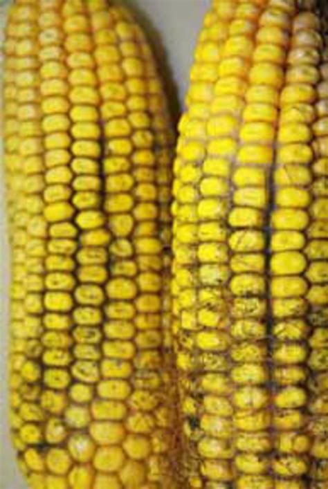 Corn ear rots and mycotoxins | UMN Extension