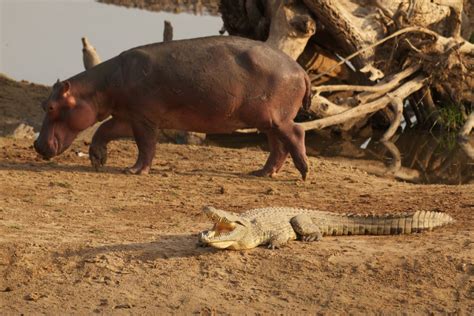 Hippo Vs Croc - National Geographic for everyone in everywhere