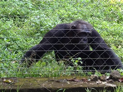 Limbe Wildlife Center | The Limbe Wildlife Centre (LWC), a w… | Flickr