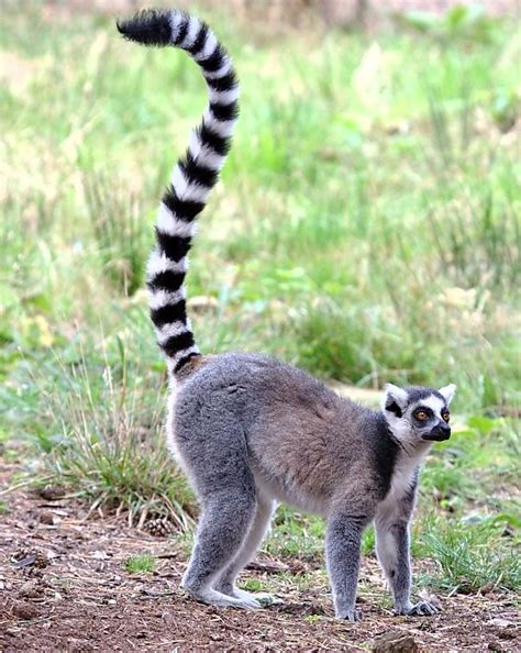 Ring-Tailed Lemur | Wild Kratts Wiki | FANDOM powered by Wikia