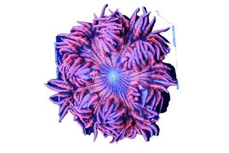 Ultra Rock Flower Anemone D63 – SaltCritters