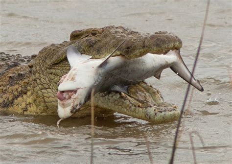 Photographer Captures Moment Massive Crocodile Swallows Shark In One ...