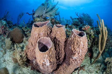 Giant Barrel Sponge - Oceana