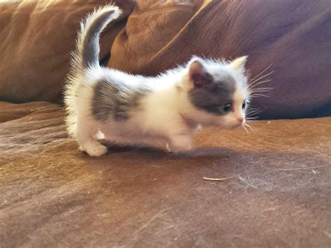 Munchkin Cats For Sale | Hobbs, NM #315337 | Petzlover