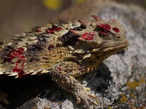 Épinglé sur Lizards