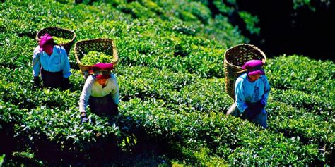 Best Time To Visit Happy Valley Tea Estate (Darjeeling) In 2024