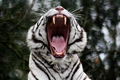 10 Interesting White Tiger Facts - My Interesting Facts