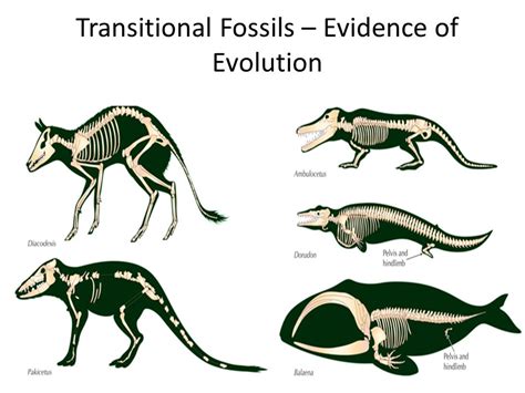 The Fossil Record of Evolution - Descent with Modification - Lists of ...