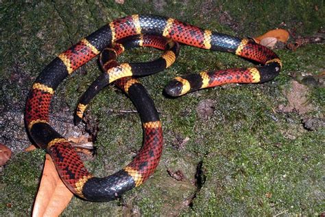 Texas Coral Snake