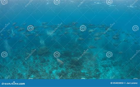 School of Humphead Parrotfishes on a Coral Reef Stock Photo - Image of diving, fish: 85403850