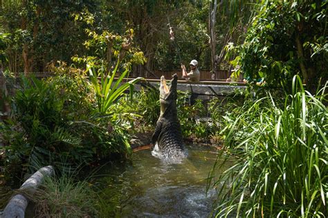 Crocodile encounters in Queensland | Queensland