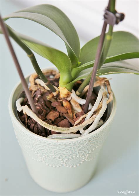 How to Grow Orchids - a Beginner's Guide - Sand and Sisal