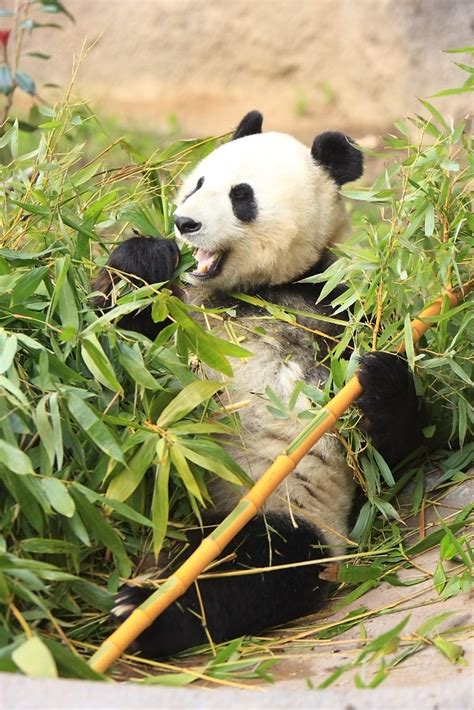 Panda Bear - San Diego Zoo | Panda Bear - San Diego Zoo | Flickr