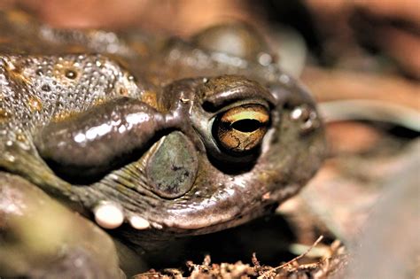 What is Toad Venom? - AMPHIPEDIA