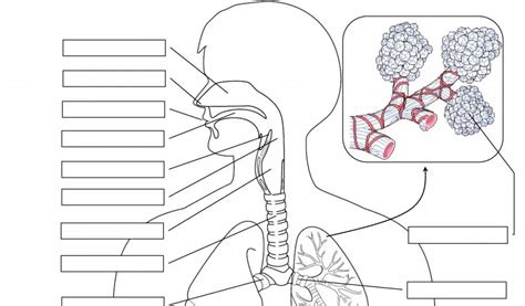 Respiratory system diagram unlabeled