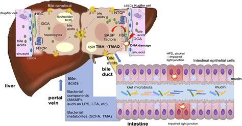 Role of the Gut–Liver Axis in Liver Inflammation, Fibrosis ...