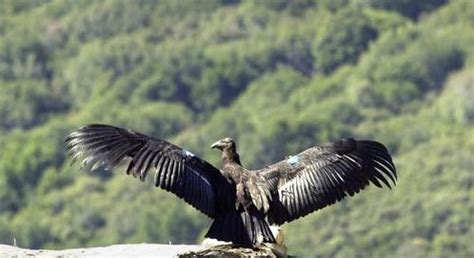 Threats to California Condors | Defenders of Wildlife