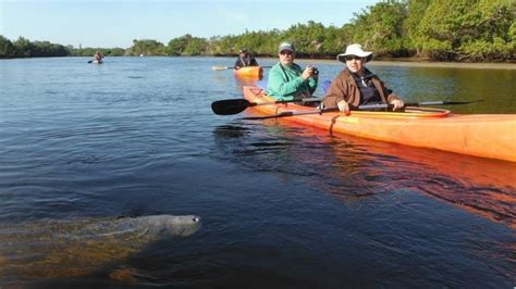 Kayaking and communing with the manatees at Manatee Park in Fort Myers ...